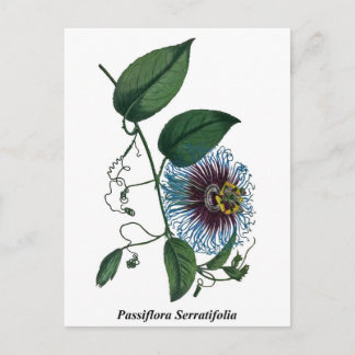 Passiflora Serratifolia Postcard