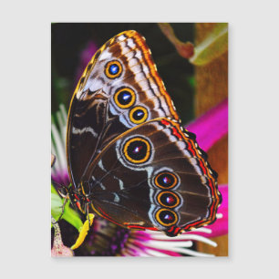 Passiflora VIOLACEA and a Blue morpho butterfly