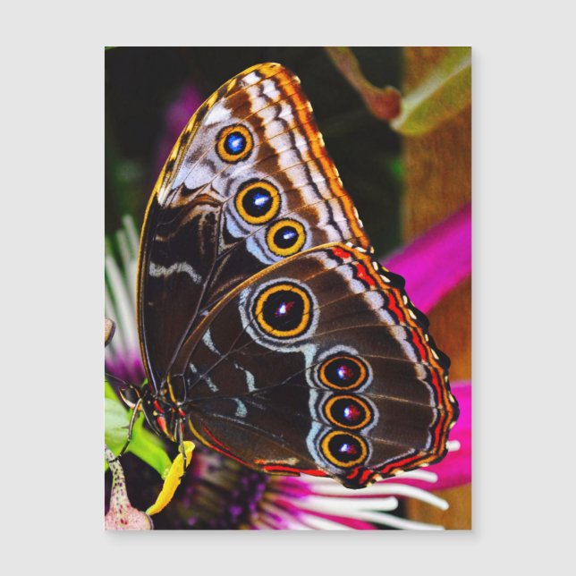Passiflora VIOLACEA and a Blue morpho butterfly (Front)