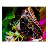 Passiflora VIOLACEA and a Blue morpho butterfly