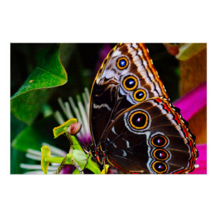 Passiflora VIOLACEA and a Blue morpho butterfly Poster