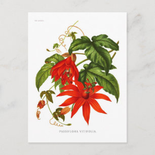 Passiflora vitifolia postcard