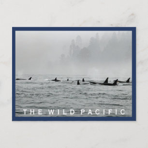 Passing Whales Postcard