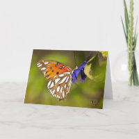 Passion Butterfly Embrace Lee Hiller Photography