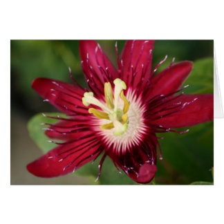 Passion Flower
