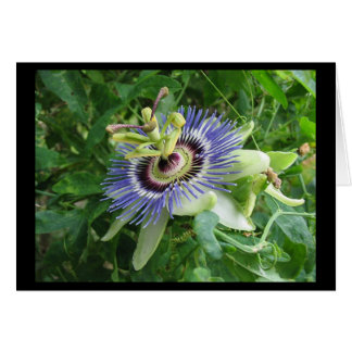 Passion Flower
