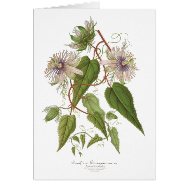 Passion flower (Front)