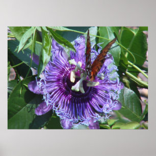 Passion Flower and Butterfly Poster