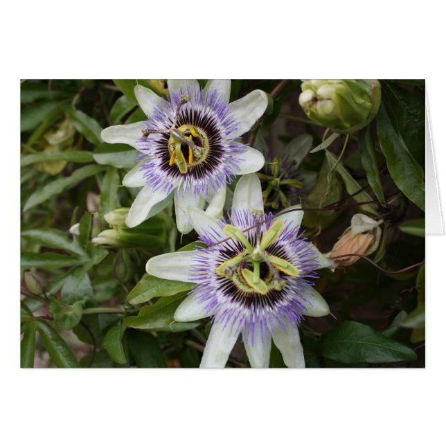 Passion Flower Card (Front Horizontal)