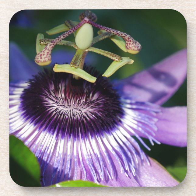 Passion Flower Coaster (Front)