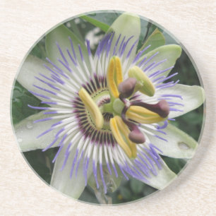 Passion Flower Coasters