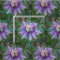 Passion Flower