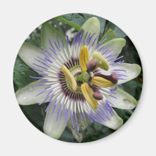 Passion Flower Magnet