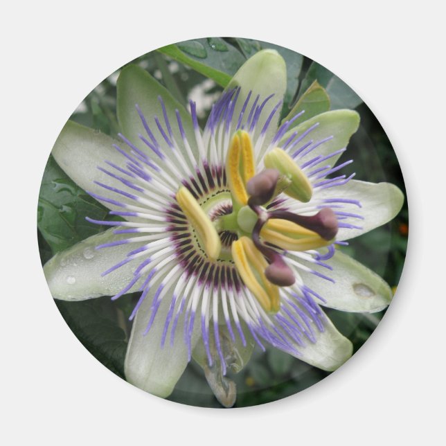 Passion Flower Magnet (Front)