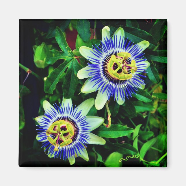 Passion Flower Magnet (Front)