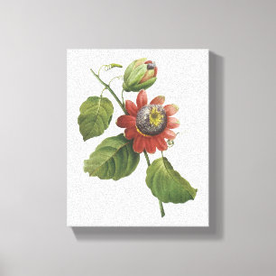 passion flower(Passiflora alata) by Redouté Canvas Print