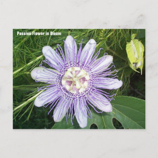 Passion Flower Postcard