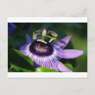 Passion Flower Postcard