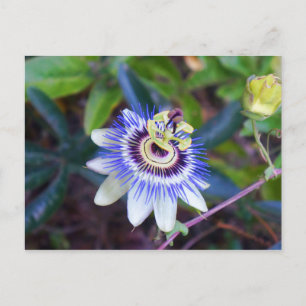 Passion Flower Postcard