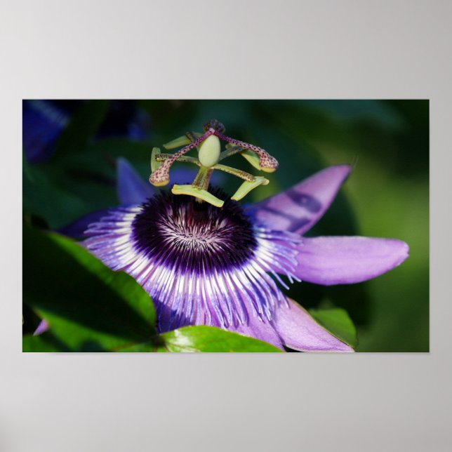 Passion Flower Poster (Front)