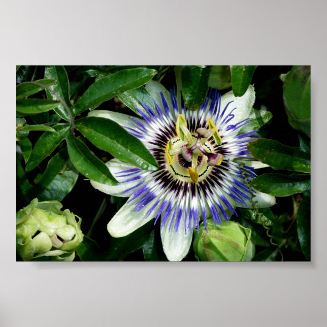 Passion Flower ~Print~ Poster (Front)