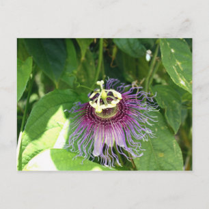 Passion Flower - Purple Postcard