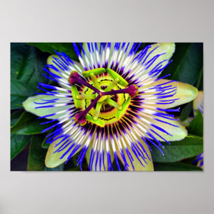 Passion Flower Summer Flowering Plant Poster