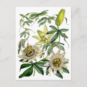 Passion Flowers Botanical Illustration Postcard