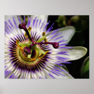 Passion Fruit Flower Poster, 16X12 Poster