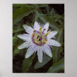 Passion Fruit Vine Flower Poster<br><div class="desc">A Passion Fruit vine flower,  lush green foliage. Also referred to as a May Pop.</div>