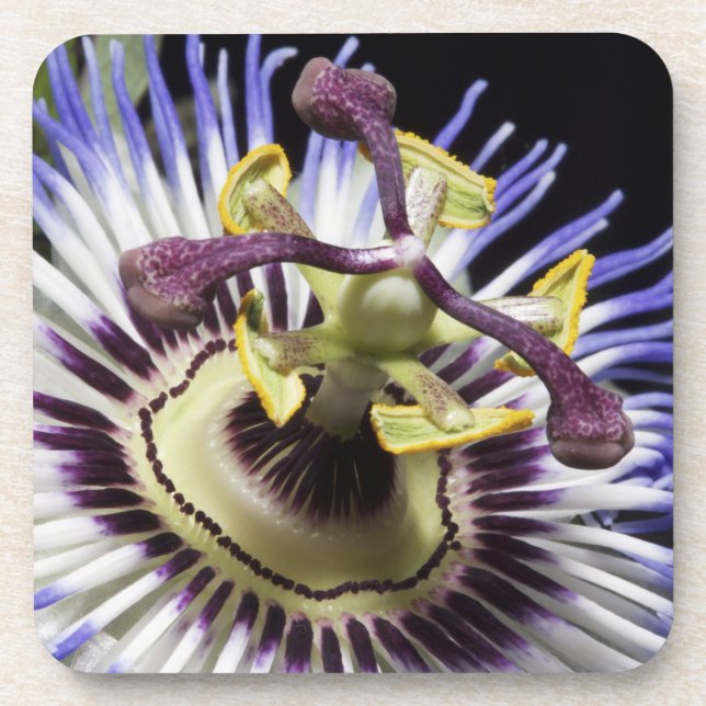 Passionflower close-up (MR) Coaster (Front)