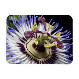 Passionflower close-up (MR) Magnet