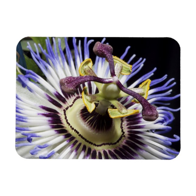 Passionflower close-up (MR) Magnet (Horizontal)