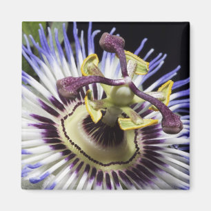 Passionflower close-up (MR) Magnet