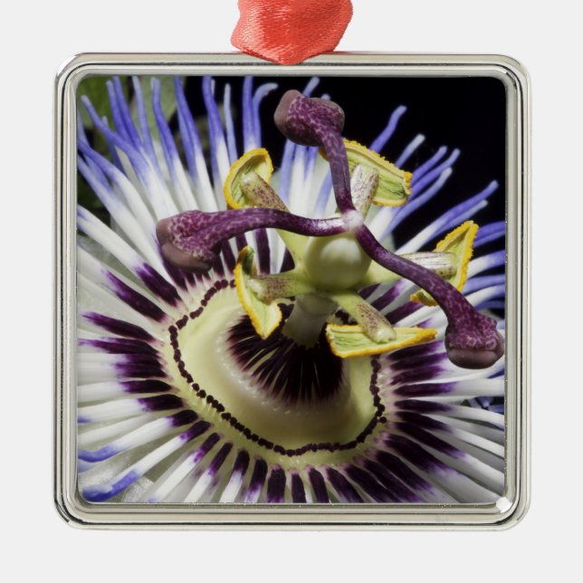 Passionflower close-up (MR) Metal Tree Decoration (Front)