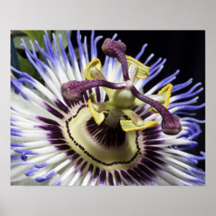 Passionflower close-up (MR) Poster