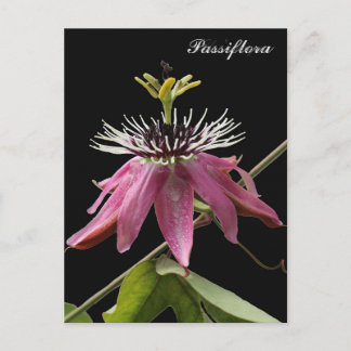Passionflower Postcard