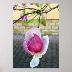 pastel coloured magnolia poster