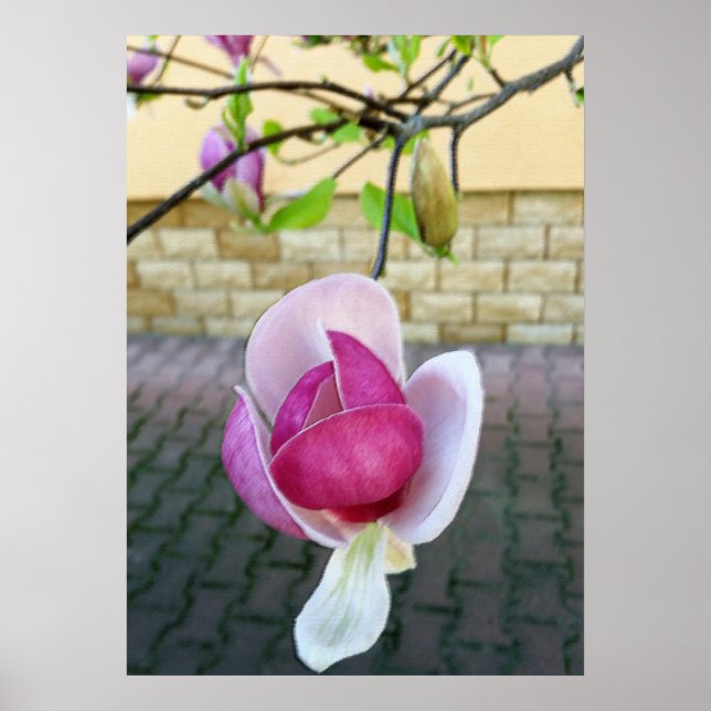 pastel coloured magnolia poster (Front)
