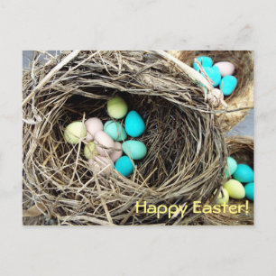 Pastel Easter eggs in real bird's nest photograph Holiday Postcard