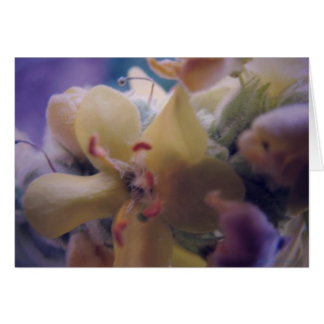 Pastel Flowers (Front Horizontal)