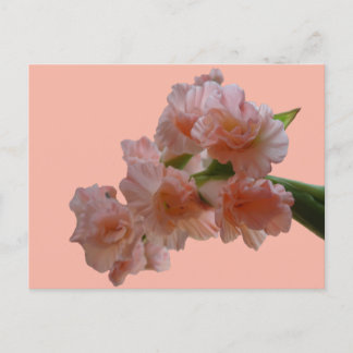 Pastel Gladioli Cust. BG Colour DIY Postcard