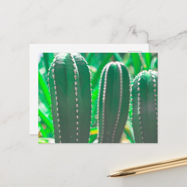 Pastel Green cactus plant leaves pastel Postcard (Front/Back In Situ)