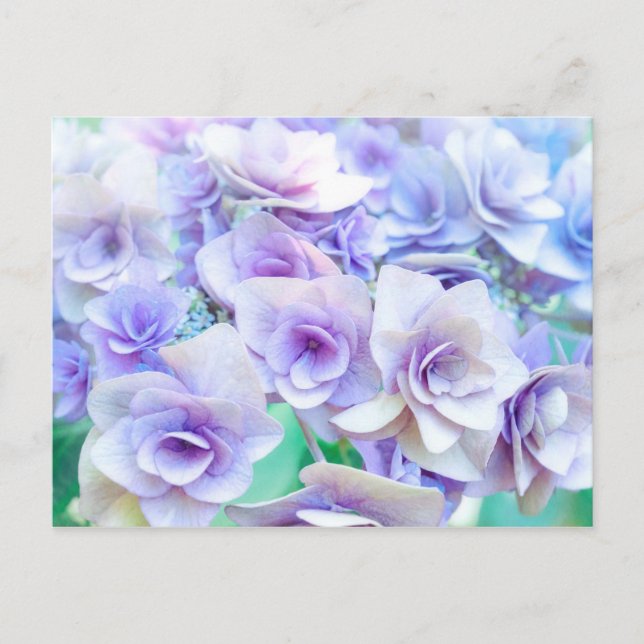 pastel hydrangea postcard (Front)