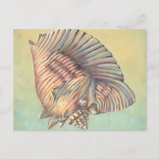 Pastel Large Conch Shell Postcard (Front)