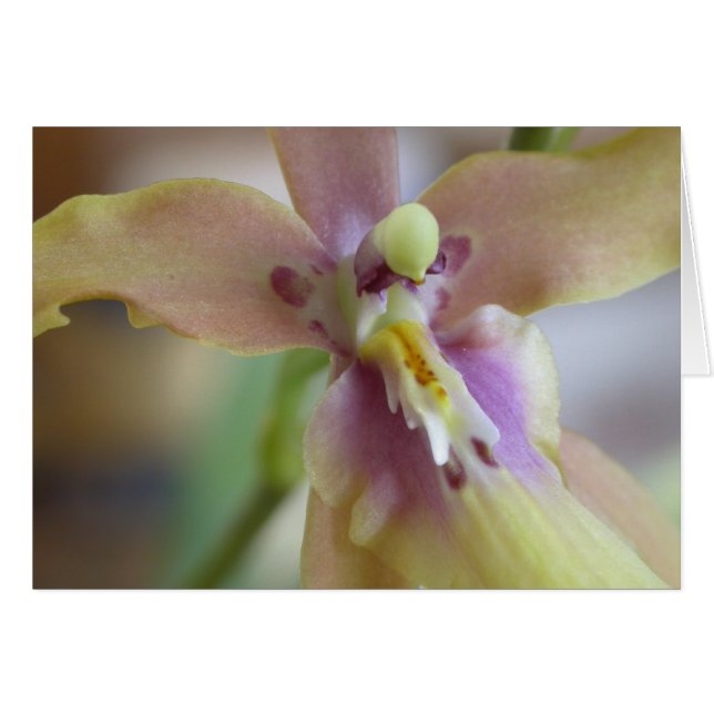 Pastel Miltassia Orchid (Front Horizontal)