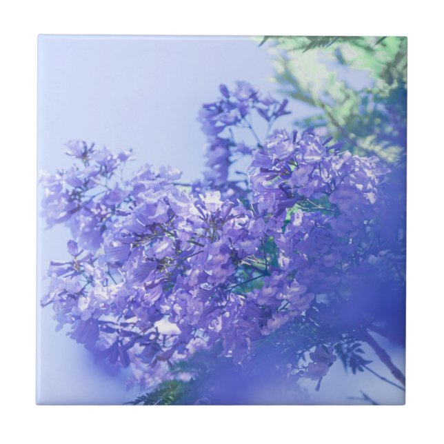 Pastel Pale Purple Jacaranda Tree Flowers Ceramic Tile (Front)