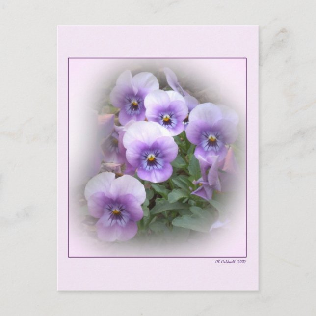 Pastel Pansies Postcard (Front)