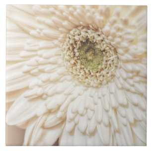 Pastel Petals Flower Chrysanthemum Ceramic Tile