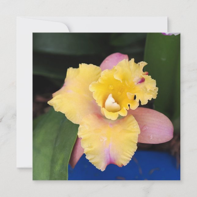 Pastel Pink and Yellow Orchid  (Front)